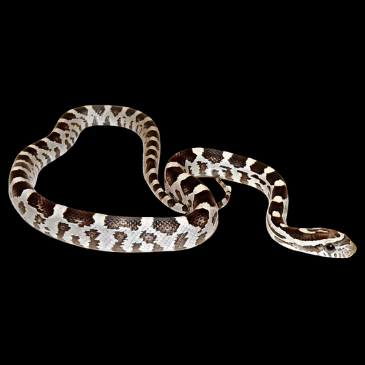Corn Snakes