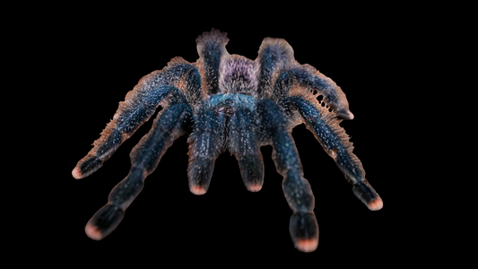 Pink Toed Tarantula