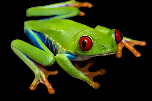 Red Eye Tree Frog
