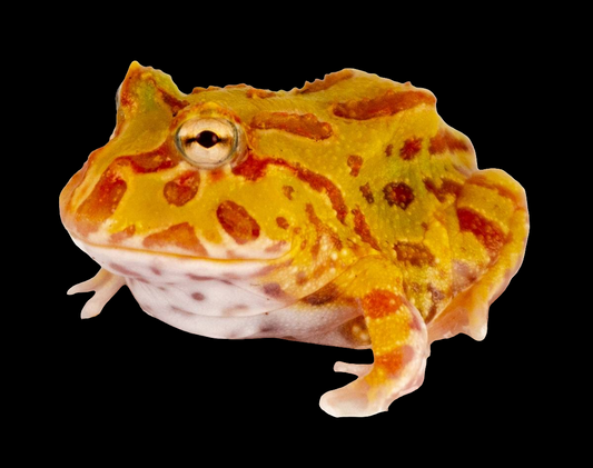 Albino Pac-Man Frog