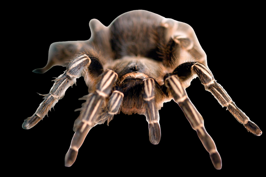 Striped Knee Tarantula