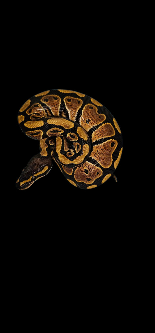 Black Pastel 66% Het Pied Ball Python ♀