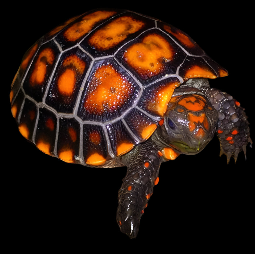 Red Foot Tortoise