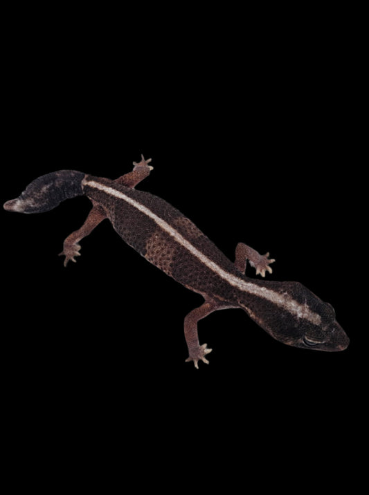 Fat-Tailed Gecko ♀