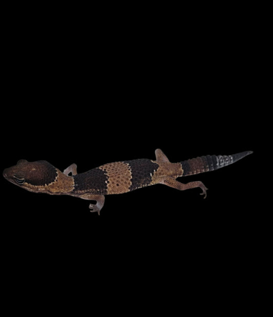 Fat-Tailed Gecko ♂