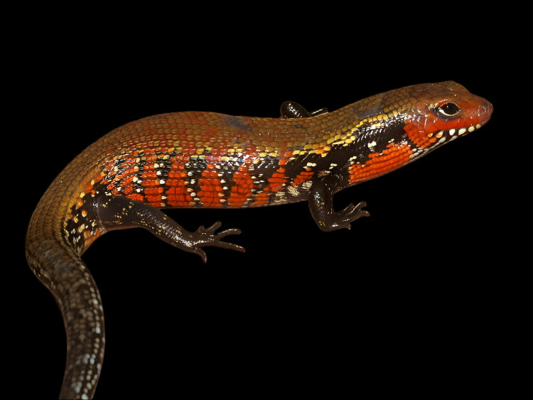 Fire Skink