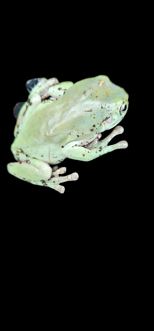 Whites Tree Frog