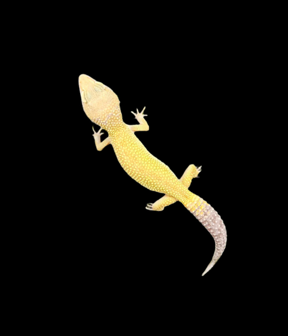 Leopard Gecko Leucistic