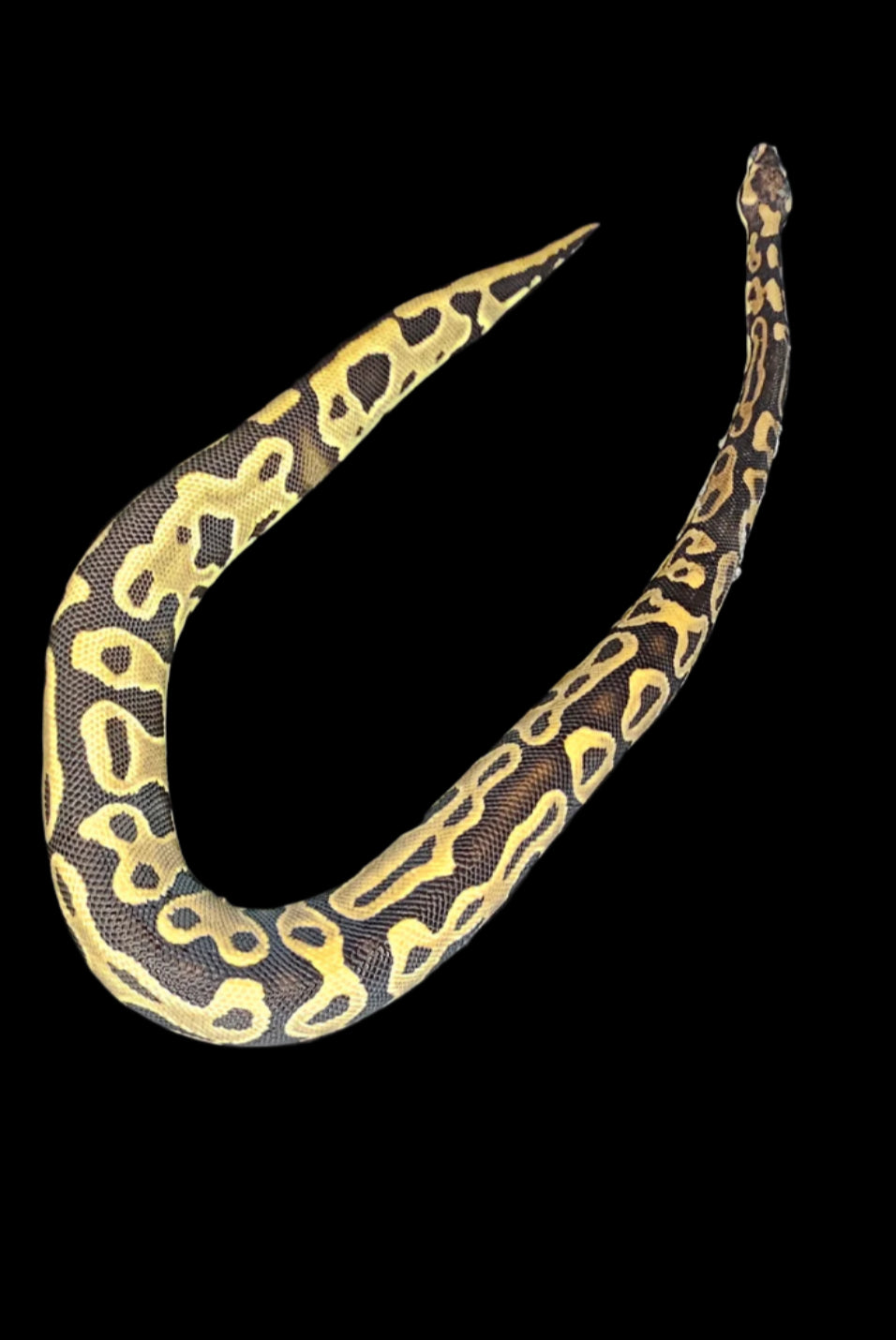 Leopard Het Clown Ball Python ♀