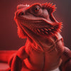 100% Red Monster Translucent Bearded Dragons