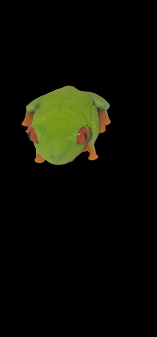 Red Eye Tree Frog