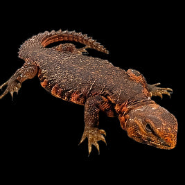 Red Uromastyx