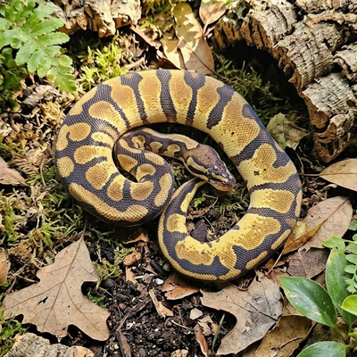 Ball Python ♀ Enchi {Het} Pied