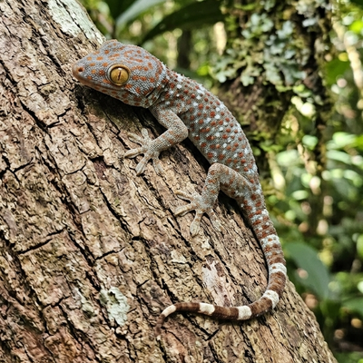 Tokay Gecko