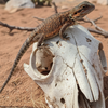100% Red Monster Translucent Bearded Dragons