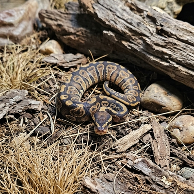 Ball Python ♀ Black Pastel