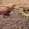 Discoid Roaches