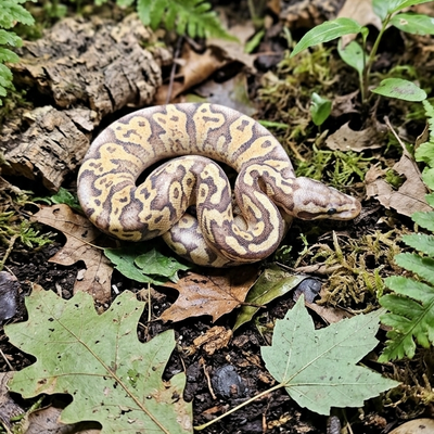 Ball Python ♀ Pastel Vanilla Fire