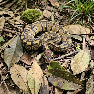 Ball Python ♂ {Het} Clown {Het} 50%Pied