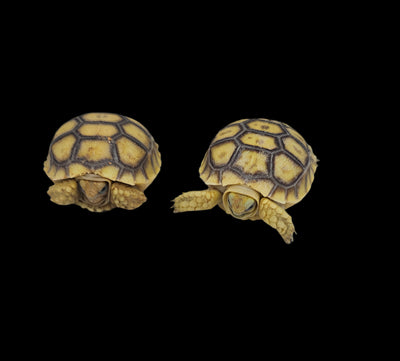 Sulcata Tortoise