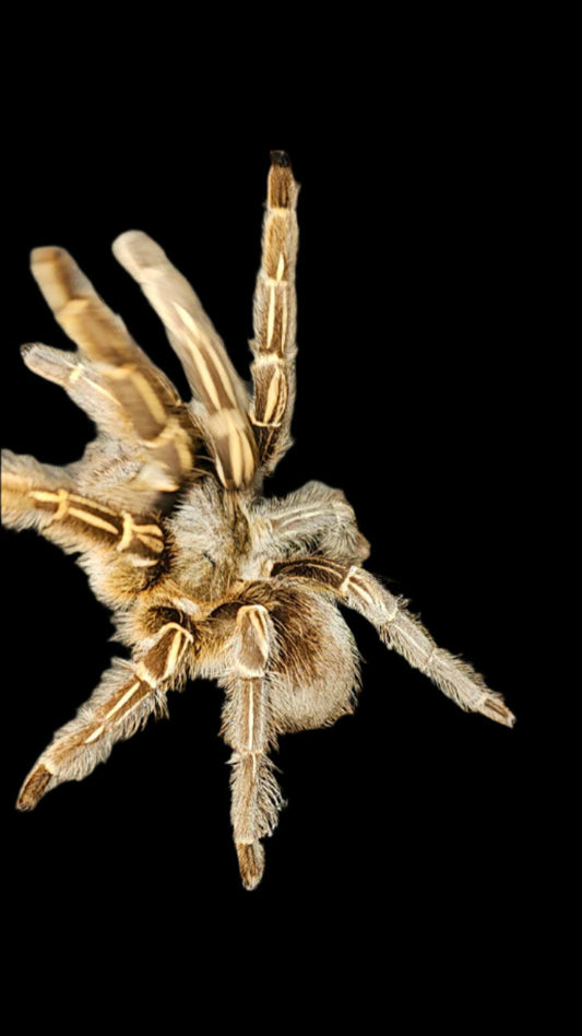 Striped Knee Tarantula