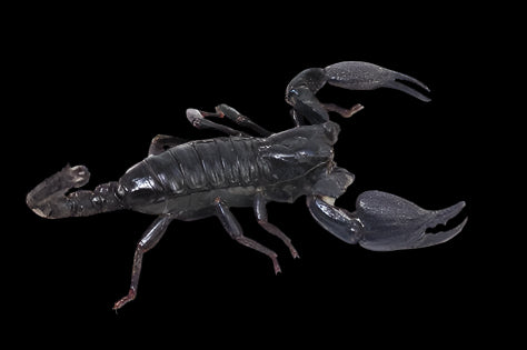 Asian Forest Scorpion