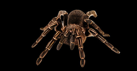 Striped Knee Tarantula