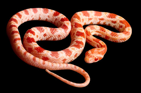 Albino Corn Snake