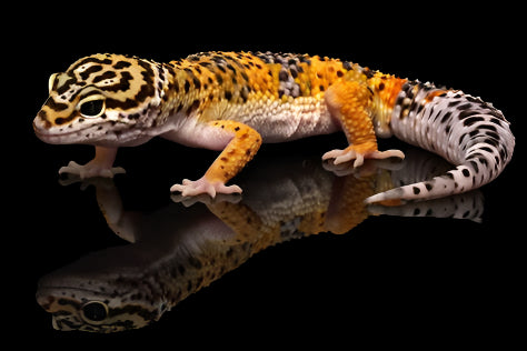 Fancy Leopard Gecko