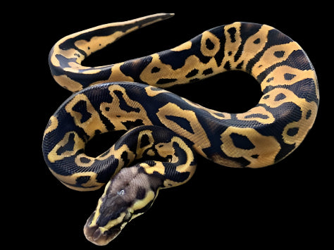 Yellow Belly Leopard Ball Python