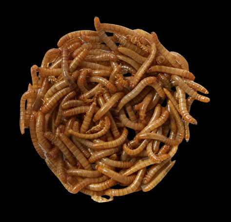 Mealworms